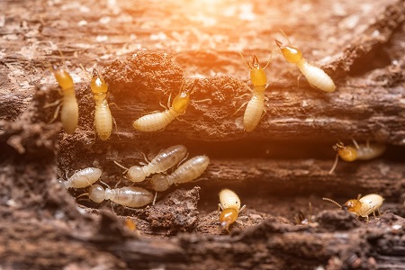 Can Termites Damage Gold and Other Expensive Items?