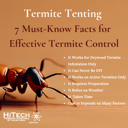 Termite Control Homestead