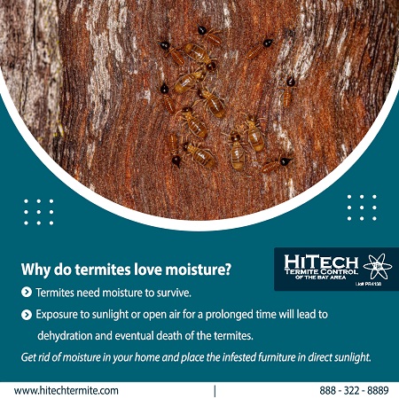 Top 5 Causes of Termite Infestation Safeguard Your Home from