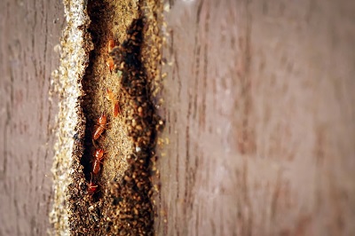 Suspect Termite Activity in Your Home?
