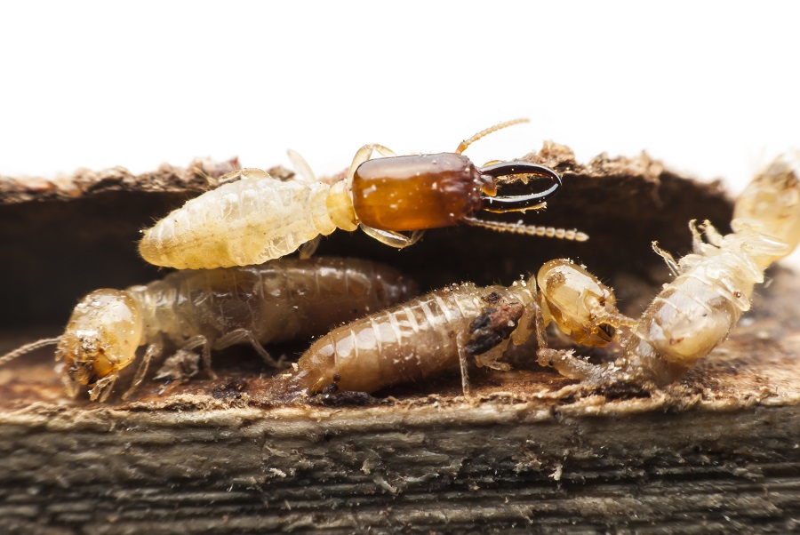 What is Preventive Termite Inspection