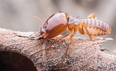 Can You Permanently Get Rid of Termites?