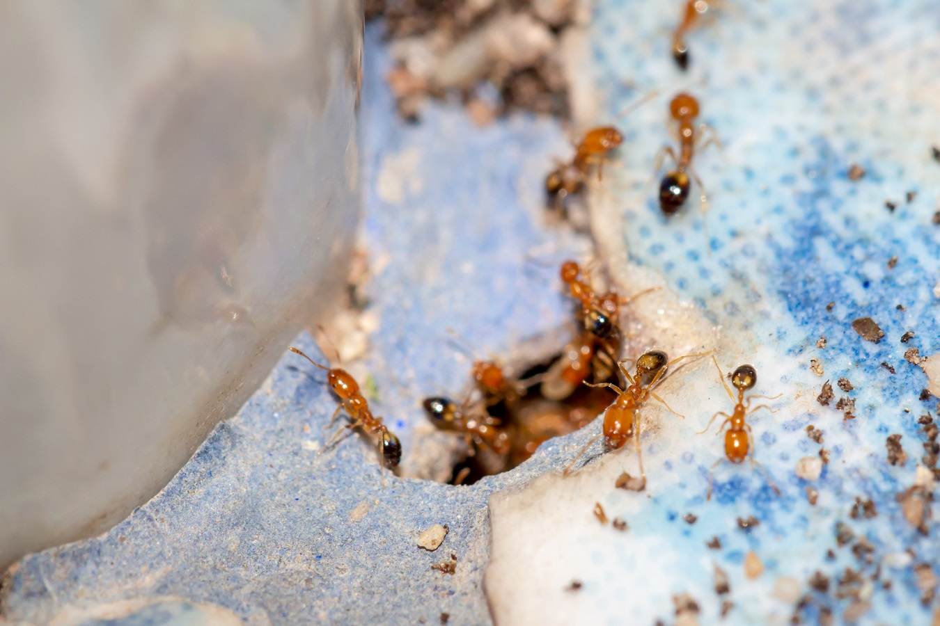  Facts About Termites 