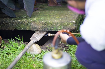 What Is the Most Effective Treatment for Termites?