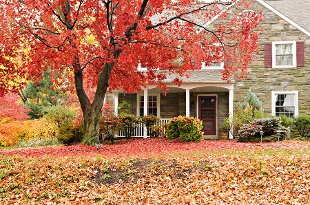 Why Fall Is the Best Time for a Termite Inspection
