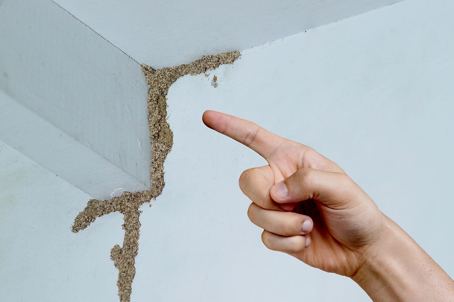How to Prepare Your House for a Termite Inspection?
