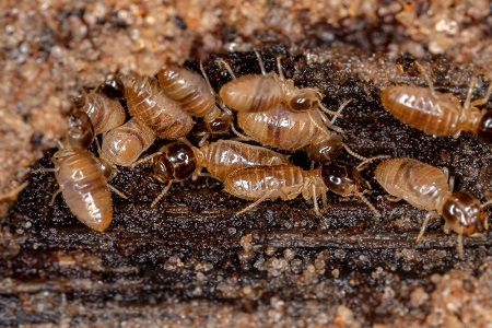 What is Non-Fumigation Termite Control